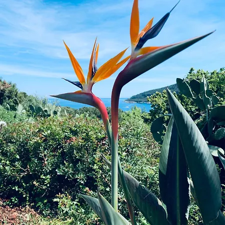 Dei Limoni Sul Mare 別荘 カポリーヴェリ